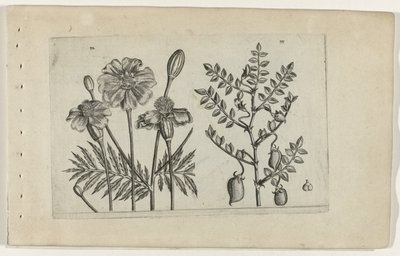 Tagetes ve nohut Cognoscite lilia (dizi adı) by Crispijn van de Passe (I) (attributed to)