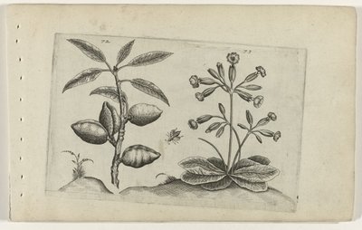 Amandelboom en gulden sleutelbloem Zambakları bilin (dizi adı) by Crispijn van de Passe (I) (attributed to)