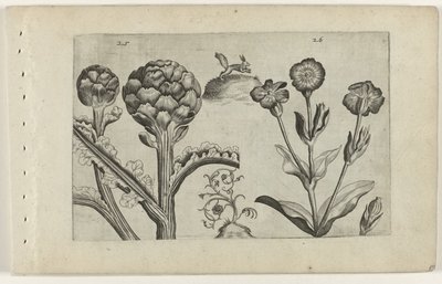 Artisjok en prikneus Zambakları bilin (dizi adı) by Crispijn van de Passe (I) (attributed to)