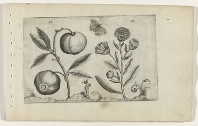 Assyrische appel en goudsbloem Zambakları bilin (dizi adı) by Crispijn van de Passe (I) (attributed to)
