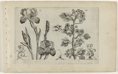 Bardiris ve coralmeidoorn Cognoscite Lily (dizi başlığı) by Crispijn van de Passe (I) (attributed to)