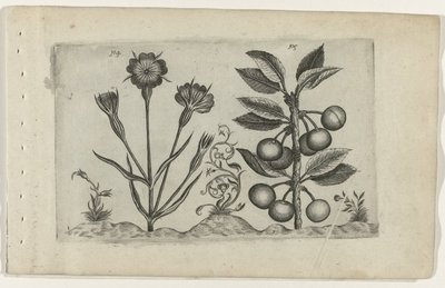 Bolderik en zure kers Zambakları bilin (dizi adı) by Crispijn van de Passe (I) (attributed to)