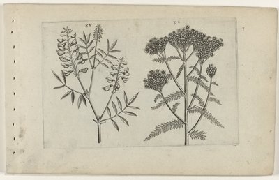 Boswikke en duizendblad Zambakları bilin (dizi adı) by Crispijn van de Passe (I) (attributed to)