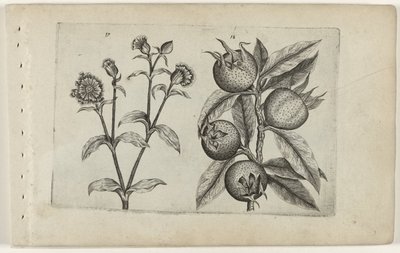 Gün guguklu çiçek ve muşmula Cognoscite lilia (dizi adı) by Crispijn van de Passe (I) (attributed to)