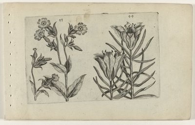 Gün guguk çiçeği ve çavdar zambağı Cognoscite lilia (dizi adı) by Crispijn van de Passe (I) (attributed to)