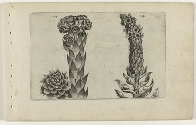 Thunderblade ve sığırkuyruğu Cognoscite lilia (dizi adı) by Crispijn van de Passe (I) (attributed to)
