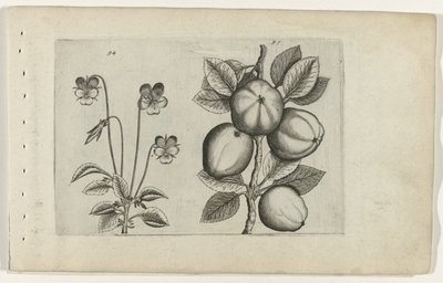 Üç renkli menekşe ve elma Cognoscite lilia (dizi adı) by Crispijn van de Passe (I) (attributed to)