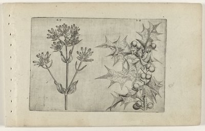 Centaury(?) ve Holly Cognoscite lilia (dizi adı) by Crispijn van de Passe (I) (attributed to)