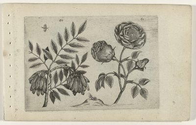 Zambakları bil (dizi başlığı) by Crispijn van de Passe (I) (attributed to)