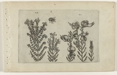 Ortak fundalık ve süpürge çalısı Cognoscite lilia (dizi adı) by Crispijn van de Passe (I) (attributed to)