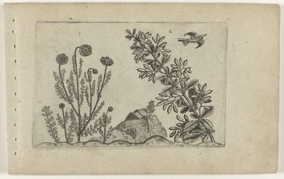 Gewone kamille en zuurbes Zambakları bilin (dizi adı) by Crispijn van de Passe (I) (attributed to)