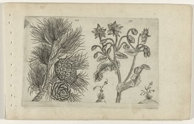 Grove den en bernagie Zambakları bilin (dizi adı) by Crispijn van de Passe (I) (attributed to)