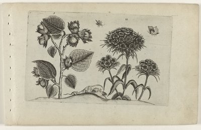 Hazel ve Sweet William Cognoscite lilia (dizi adı) by Crispijn van de Passe (I) (attributed to)