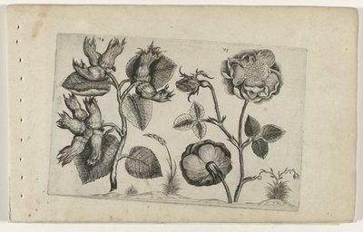 güller içinde hazelaar Cognoscite Lily (dizi başlığı) by Crispijn van de Passe (I) (attributed to)