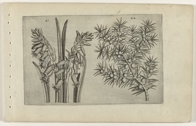 sümbül en jeneveres Zambakları bilin (dizi adı) by Crispijn van de Passe (I) (attributed to)