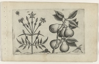 Yasemin ve armut Cognoscite lilia (dizi adı) by Crispijn van de Passe (I) (attributed to)