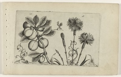 Kerspruim en tuinanjer Zambakları bilin (dizi adı) by Crispijn van de Passe (I) (attributed to)