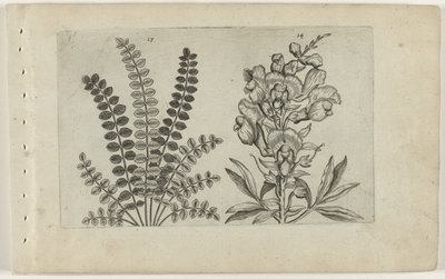 Küçük pezevenk ve büyük aslan ağzı Cognoscite lilia (dizi adı) by Crispijn van de Passe (I) (attributed to)