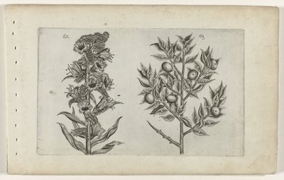Kromhals en muisdoorn Zambakları bilin (dizi adı) by Crispijn van de Passe (I) (attributed to)