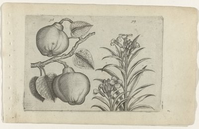 Kweepeer ve muurbloem Cognoscite Lily (dizi başlığı) by Crispijn van de Passe (I) (attributed to)
