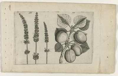 Lavanta ve abrikoos Zambakları bilin (dizi adı) by Crispijn van de Passe (I) (attributed to)