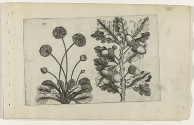 Papatya ve saplı meşe Cognoscite lilia (dizi adı) by Crispijn van de Passe (I) (attributed to)