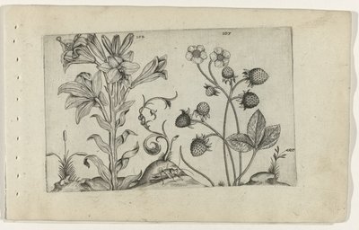 Madonnalelie en aardbei Zambakları bilin (dizi adı) by Crispijn van de Passe (I) (attributed to)