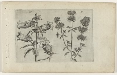 Mariette saat ve mercanköşk Cognoscite lilia (dizi adı) by Crispijn van de Passe (I) (attributed to)