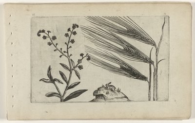 Bataklık unutma beni ve arpa Cognoscite lilia (dizi adı) by Crispijn van de Passe (I) (attributed to)