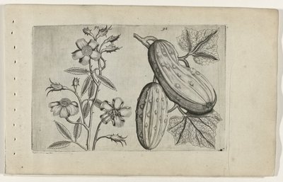 Muskusroos en komkommer Zambakları bilin (dizi adı) by Crispijn van de Passe (I) (attributed to)