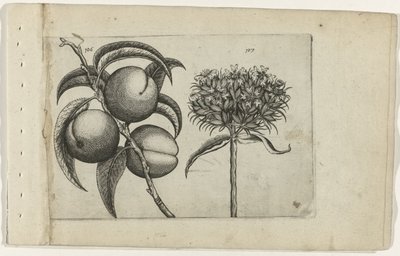 Şeftali ve yanan aşk Cognoscite lilia (dizi adı) by Crispijn van de Passe (I) (attributed to)