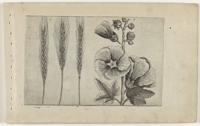 Rogge en stokroos Zambakları bilin (dizi adı) by Crispijn van de Passe (I) (attributed to)
