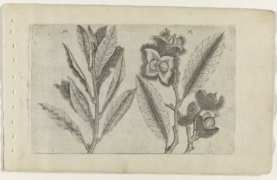 Salie en tamme kastanje Zambakları bilin (dizi adı) by Crispijn van de Passe (I) (attributed to)