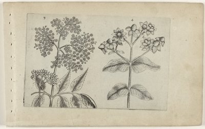 erkek kanayan Zambakları bilin (dizi adı) by Crispijn van de Passe (I) (attributed to)