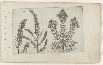 Tamarisk en vlasbekje Zambakları bilin (dizi adı) by Crispijn van de Passe (I) (attributed to)