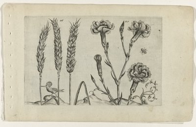 Tarwe en tuinanjer Zambakları bilin (dizi adı) by Crispijn van de Passe (I) (attributed to)