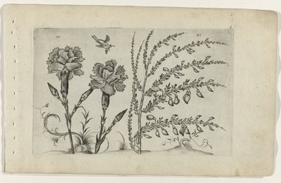 Tuinanjer en brem Zambakları bilin (dizi adı) by Crispijn van de Passe (I) (attributed to)