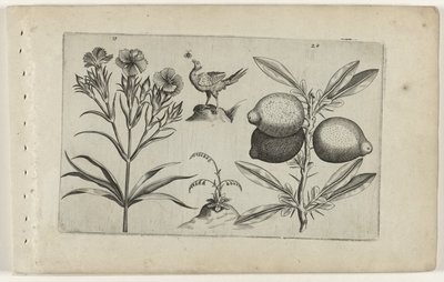 Tuinanjer en citroen Zambakları bilin (dizi adı) by Crispijn van de Passe (I) (attributed to)