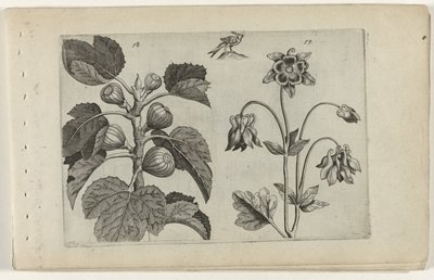 İncir ağacı ve yabani kumru Cognoscite lilia (dizi adı) by Crispijn van de Passe (I) (attributed to)