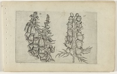 Foxglove ve mavi keşiş Cognoscite lilia (seri başlığı) by Crispijn van de Passe (I) (attributed to)