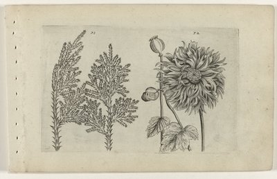 Yedi ağaç ve uyku topu Cognoscite lilia (dizi adı) by Crispijn van de Passe (I) (attributed to)