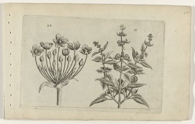Kuğu çiçeği ve küçük çiçekli adaçayı Cognoscite lilia (dizi adı) by Crispijn van de Passe (I) (attributed to)