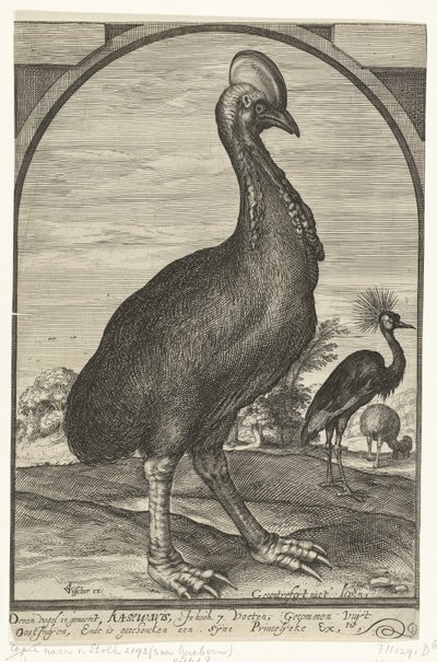 Willem Jacobsz tarafından getirilen Cassowary. Doğu Hint Adaları'ndan ve Prens Maurits'e verildi, 1614 by Crispijn van den Queborn (attributed to)