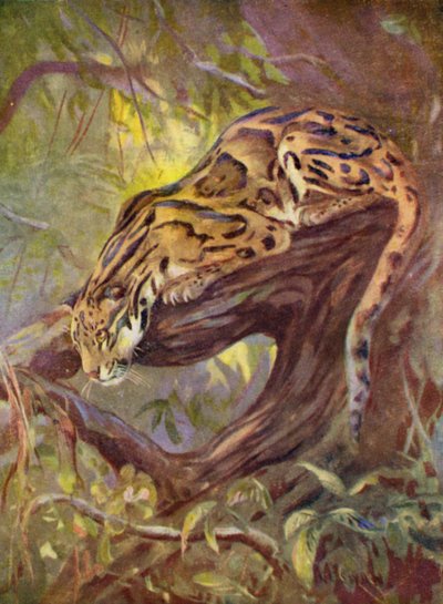 Hayvanat Bahçesinde: Bulutlu Leopar (renkli taş) by Cuthbert Edmund Swan