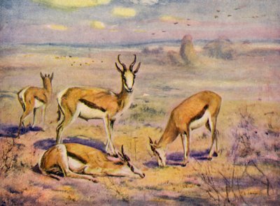 Hayvanat Bahçesinde: Springboks (renkli taş) by Cuthbert Edmund Swan
