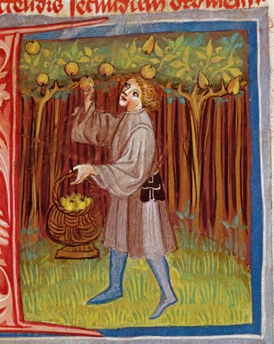 Pietro Crescenzi (1230-1321) tarafından yazılan The Work of Rural Commodore