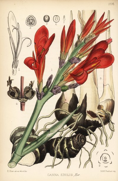 Hint shot, achira veya meeru, Canna indica (Canna edulis). Robert Bentley ve Henry Trimen's Medicinal Plants, Londra'dan David Blair'in botanik illüstrasyonundan sonra Hanhart'ın el boyaması litografisi by D. Blair