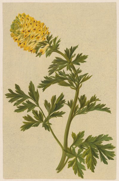 Corydalis bir çiçek ile dal by D. van Alphen