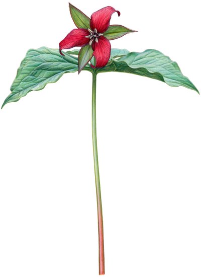 Kırmızı trillium (suluboya ve guaj) by Damstra Emily