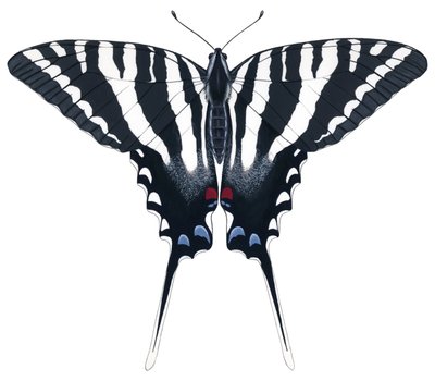Zebra Kırlangıçkuyruk kelebeği (guaj) by Damstra Emily